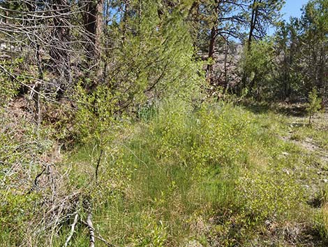 Rushes (Juncus spp.)