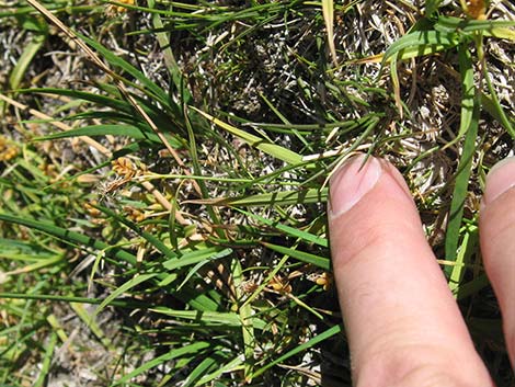 Sedges (Scripus spp.)