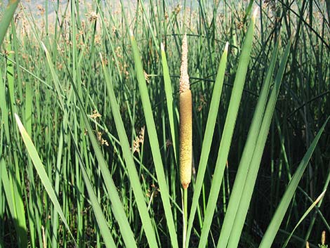 Broadleaf Cattail (Typha latifolia)