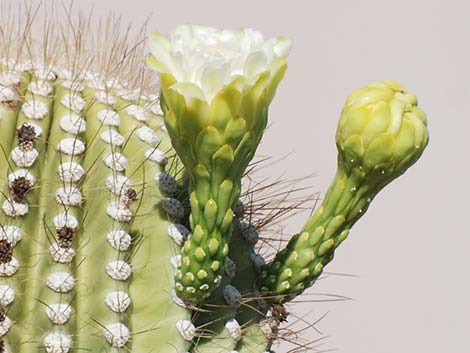 Saguaro (Carnegiea gigantea)