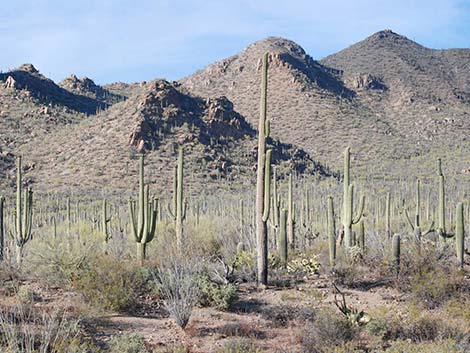 Saguaro (Carnegiea gigantea)