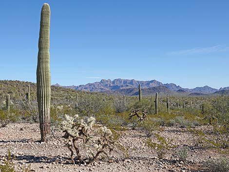 Saguaro (Carnegiea gigantea)