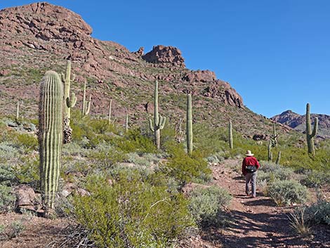 Saguaro (Carnegiea gigantea)