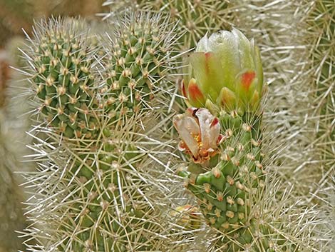 Teddybear Cholla (Cylindropuntia bigelovii)