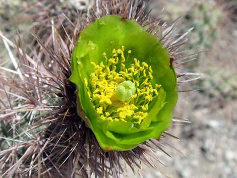 Golden Cholla (Cylindropuntia echinocarpa)