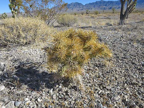 Golden Cholla (Cylindropuntia echinocarpa)