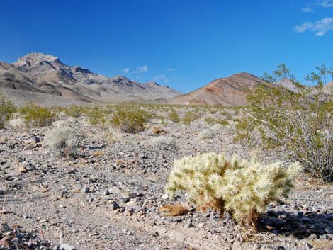 Silver Cholla (Cylindropuntia echinocarpa)