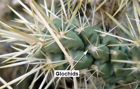 Silver Cholla (Cylindropuntia echinocarpa)