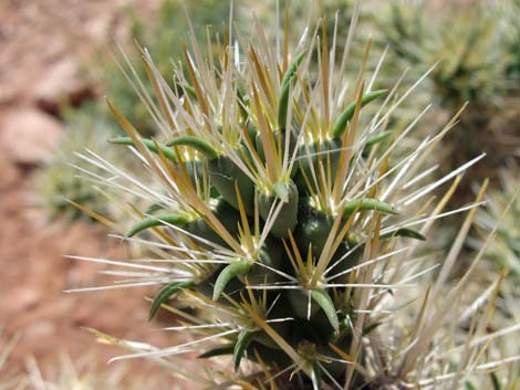 Silver Cholla (Cylindropuntia echinocarpa)