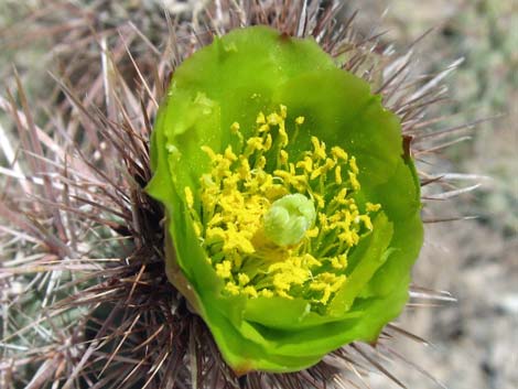 Silver Cholla (Cylindropuntia echinocarpa)