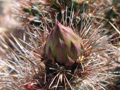 Silver Cholla (Cylindropuntia echinocarpa)