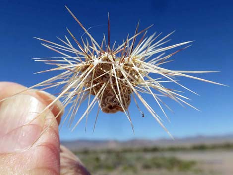 Silver Cholla (Cylindropuntia echinocarpa)