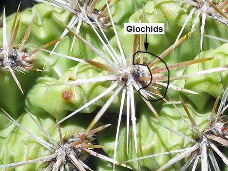 Silver Cholla (Cylindropuntia echinocarpa)