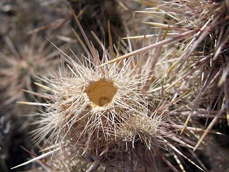 Hybrid Cholla (Cylindropuntia spp)