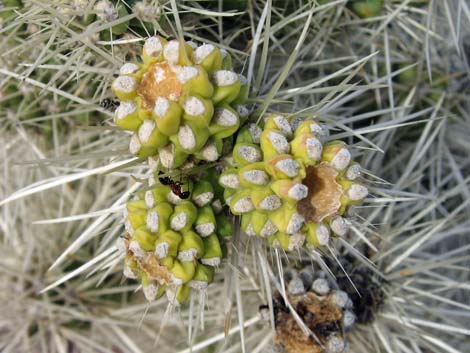 Blue Diamond Cholla (Cylindropuntia multigeniculata)