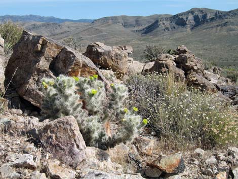 Blue Diamond Cholla (Cylindropuntia multigeniculata)