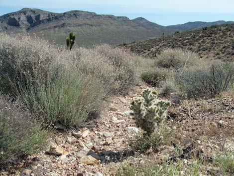 Blue Diamond Cholla (Cylindropuntia multigeniculata)