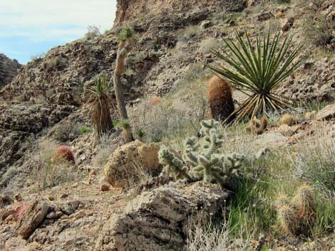 Blue Diamond Cholla (Cylindropuntia multigeniculata)