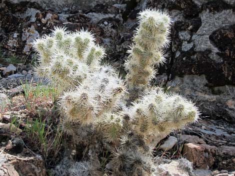 Blue Diamond Cholla (Cylindropuntia multigeniculata)