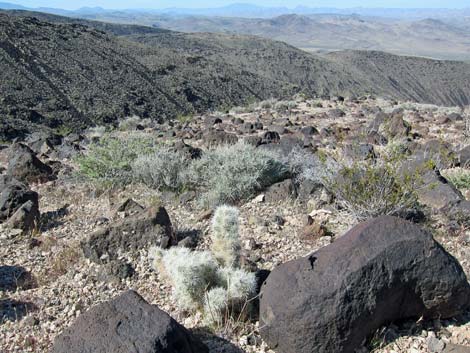 Blue Diamond Cholla (Cylindropuntia multigeniculata)