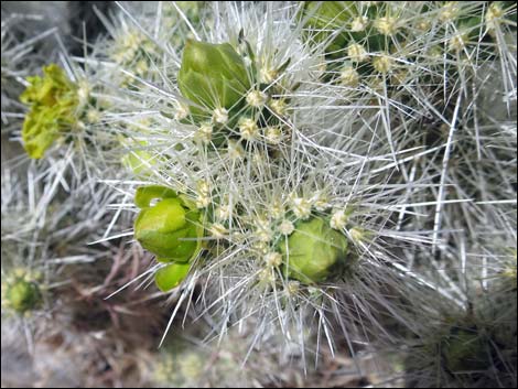 Blue Diamond Cholla (Cylindropuntia multigeniculata)