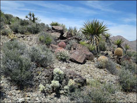 Blue Diamond Cholla (Cylindropuntia multigeniculata)