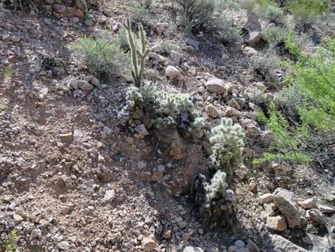 Blue Diamond Cholla (Cylindropuntia multigeniculata)