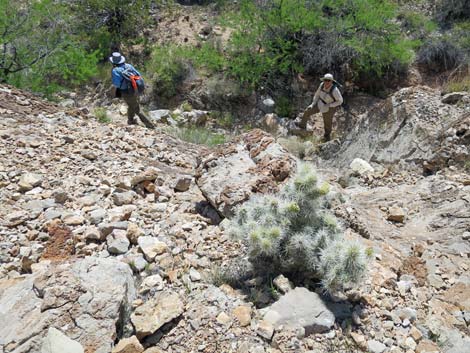 Blue Diamond Cholla (Cylindropuntia multigeniculata)