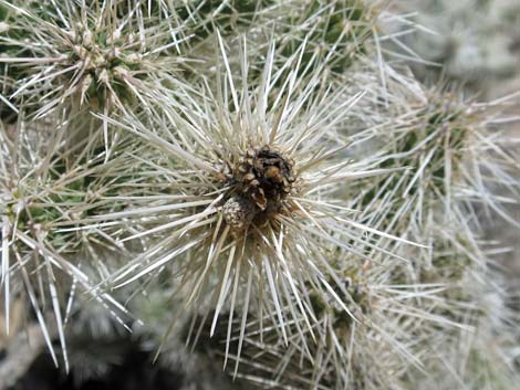 Blue Diamond Cholla (Cylindropuntia multigeniculata)