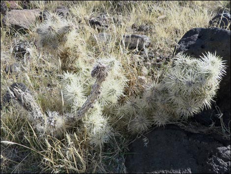 Blue Diamond Cholla (Cylindropuntia multigeniculata)