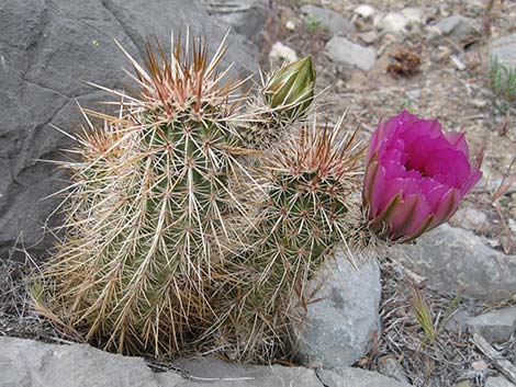 crimson hedgehog cactus