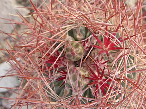 Johnson's Fishhook Cactus (Echinomastus johnsonii)