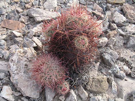 Johnson's Fishhook Cactus (Echinomastus johnsonii)