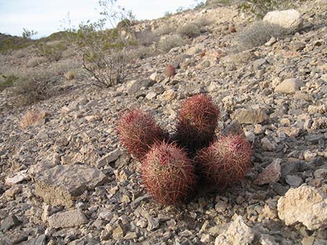 Johnson's Fishhook Cactus (Echinomastus johnsonii)