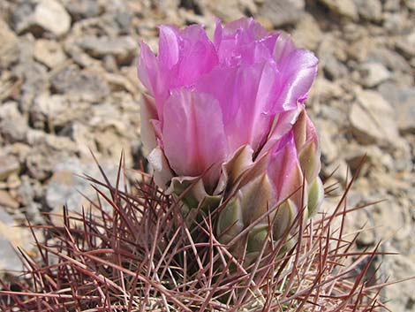 Johnson's Fishhook Cactus (Echinomastus johnsonii)