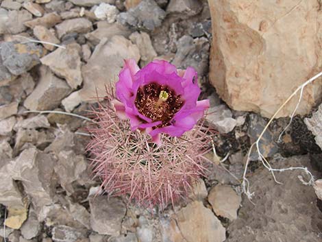 Johnson's Fishhook Cactus (Echinomastus johnsonii)