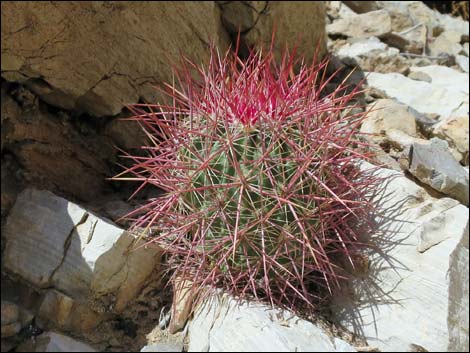 Johnson's Fishhook Cactus (Echinomastus johnsonii)