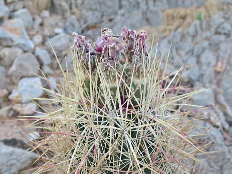 Johnson's Fishhook Cactus (Echinomastus johnsonii)