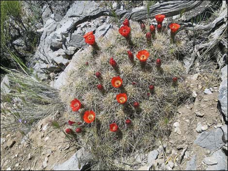 Mojave Kingcup Cactus (Echinocereus mojavensis)