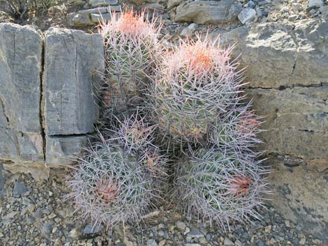 Cottontop Cactus (Echinocactus polycephalus)