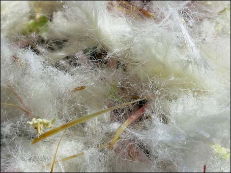 Cottontop Cactus (Echinocactus polycephalus)