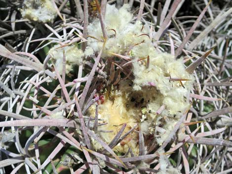 Cottontop Cactus (Echinocactus polycephalus)