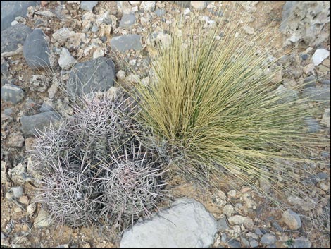 Cottontop Cactus (Echinocactus polycephalus)