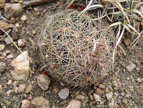 Desert Spinystar (Escobaria vivipara var. deserti)