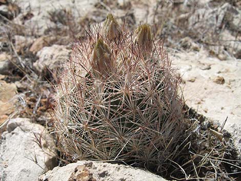 Desert Spinystar (Escobaria vivipara var. deserti)