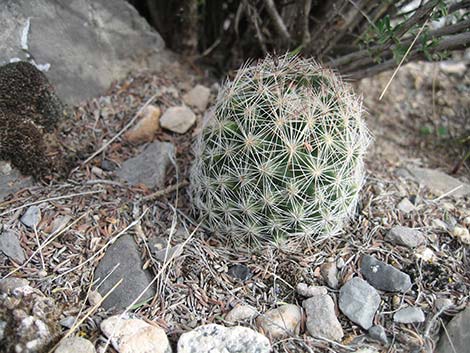 Desert Spinystar (Escobaria vivipara var. deserti)