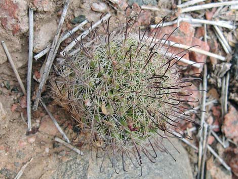 Graham's Nipple Cactus (Cochemiea grahamii)