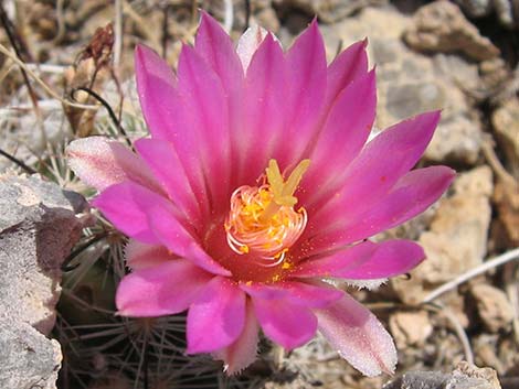 Fishhook Cactus (Mammillaria tetrancistra) - TheBackCountry