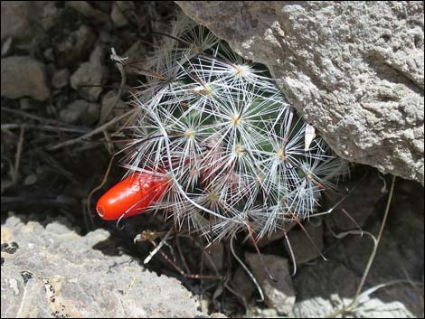 Mammillaria tetrancistra (Common Fishhook Cactus) - World of