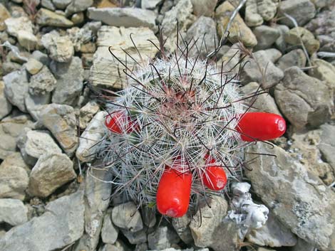 Fishhook Cactus (Mammillaria tetrancistra) - TheBackCountry